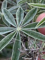 Lupinus longifolius