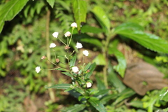 Ageratina psilodora