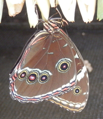 Morpho helenor
