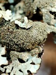 Xanthoparmelia tinctina