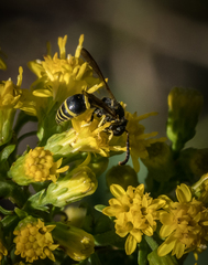 Ancistrocerus antilope