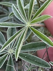 Lupinus longifolius