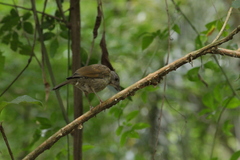 Turdus leucomelas