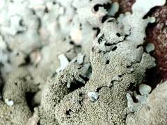 Xanthoparmelia tinctina