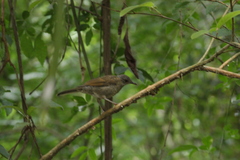 Turdus leucomelas
