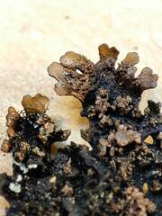 Xanthoparmelia tinctina