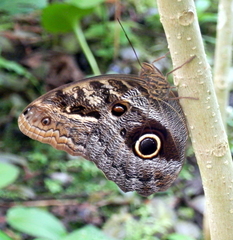 Caligo illioneus