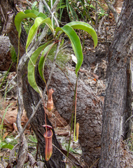 Nepenthes