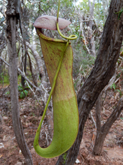 Nepenthes