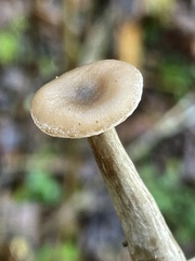 Pseudoclitocybe