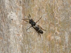 Agapophytinae