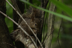 Sciurus aestuans