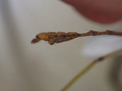 Sipyloidea