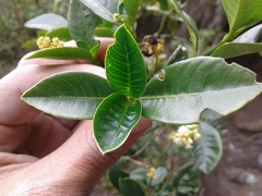 Palicourea boqueronensis