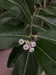 Cestrum diurnum