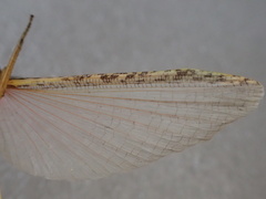 Sipyloidea