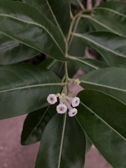 Cestrum diurnum