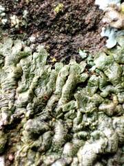 Xanthoparmelia loxodes