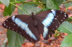 Morpho achilles