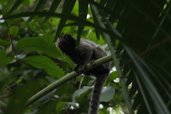 Callithrix penicillata