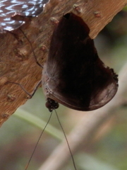 Catonephele acontius