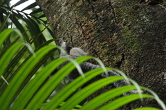 Callithrix penicillata