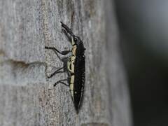 Rhinotia brunnea