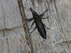 Rhinotia brunnea