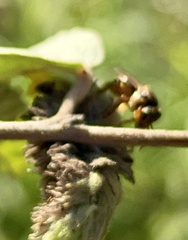 Scaptotrigona pectoralis