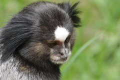 Callithrix penicillata