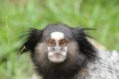 Callithrix penicillata