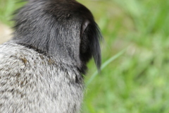 Callithrix penicillata