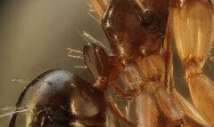 Camponotus clarithorax