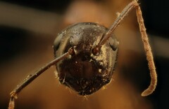 Camponotus clarithorax
