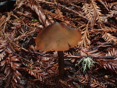 Hygrocybe