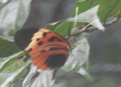 Heliconius numata