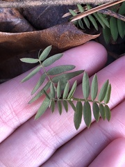 Tephrosia virginiana