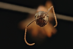 Camponotus clarithorax