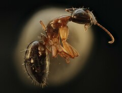 Camponotus clarithorax