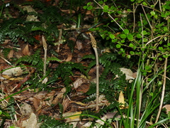 Gastrodia molloyi