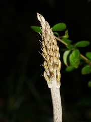 Gastrodia molloyi