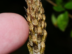 Gastrodia molloyi