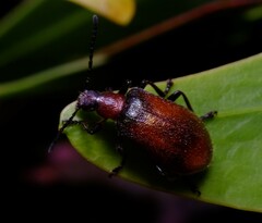 Ecnolagria rufescens