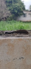 Phereoeca