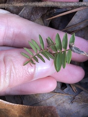 Tephrosia virginiana