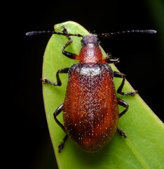 Ecnolagria rufescens