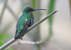 Anthracothorax prevostii