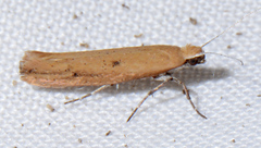 Ypsolopha unicipunctella