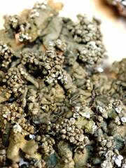 Xanthoparmelia loxodes