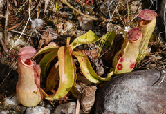 Nepenthes parvula